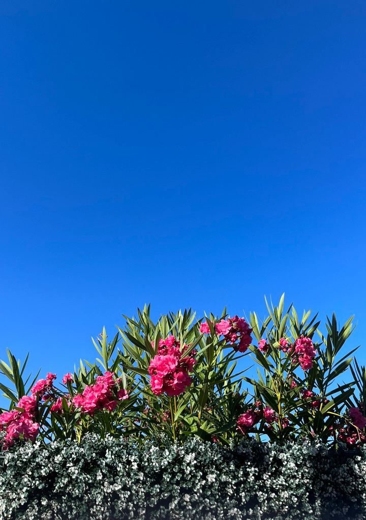 pink oleander — blue sky, full bloom by Din Tanovic, Stockholm photo blog