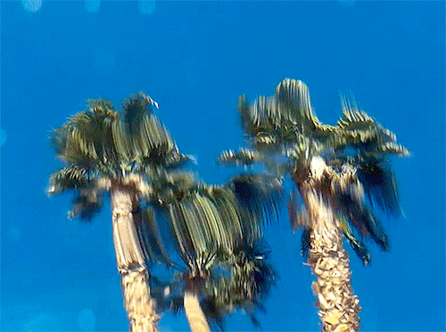 Palm trees moving against a bright blue sky.
