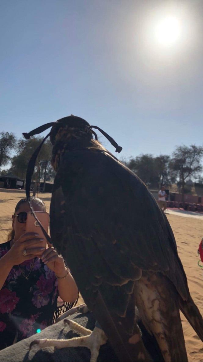falcon — hooded, patient, older than the country itself. by Din Tanovic, Stockholm photo blog