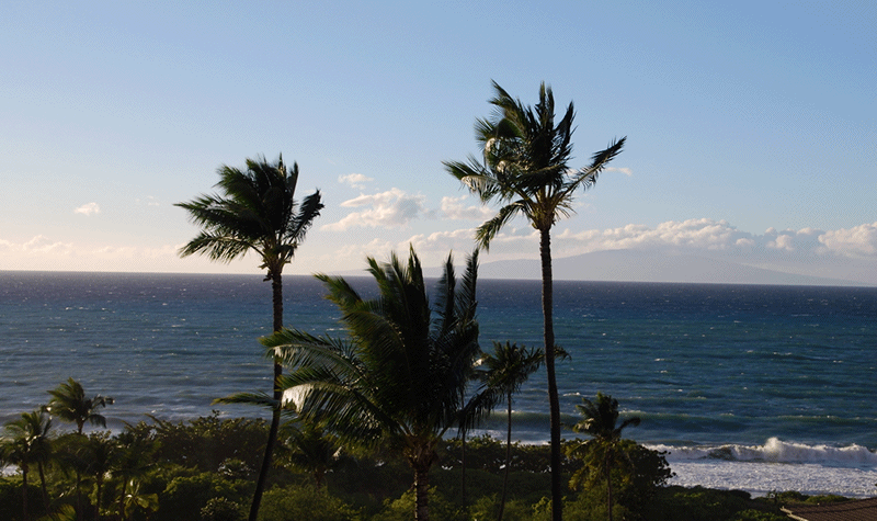 Palm trees beside the ocean under a blue sky.