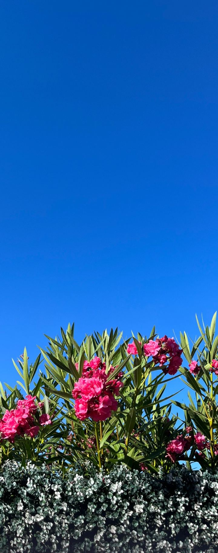 pink oleander, deep blue sky — oleander blooms against the mediterranean sky by Din Tanovic, Stockholm photo blog