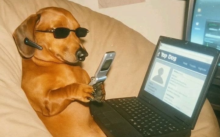 yop dog
