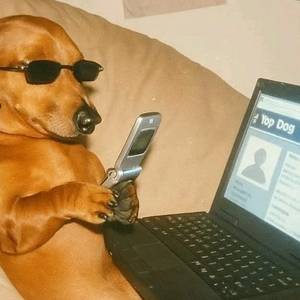 yop dog — Din Tanovic yop dog — logged on — photo by Din Tanovic, Stockholm